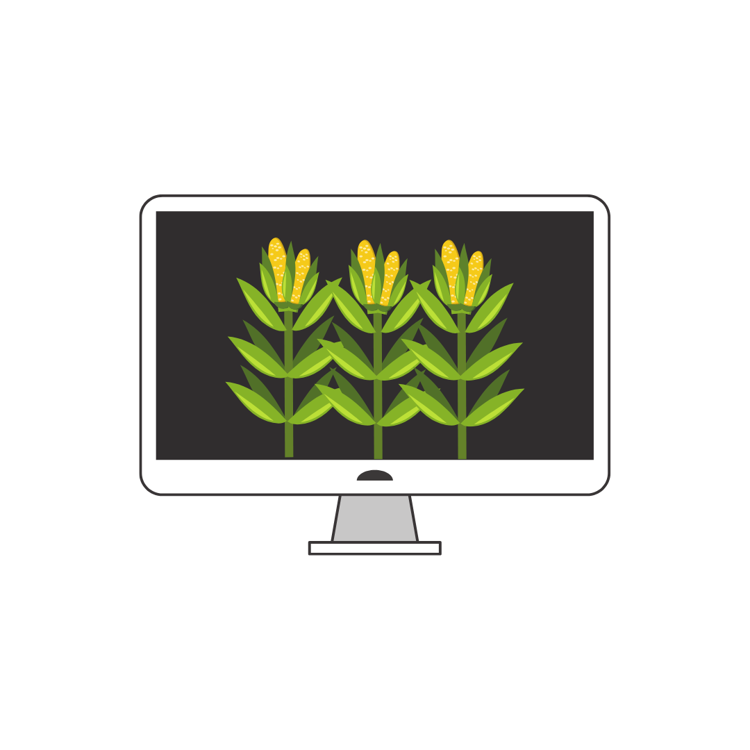 Web KSA Jagung